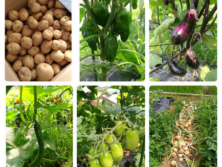 野菜作りもヤフオクも同じ！？