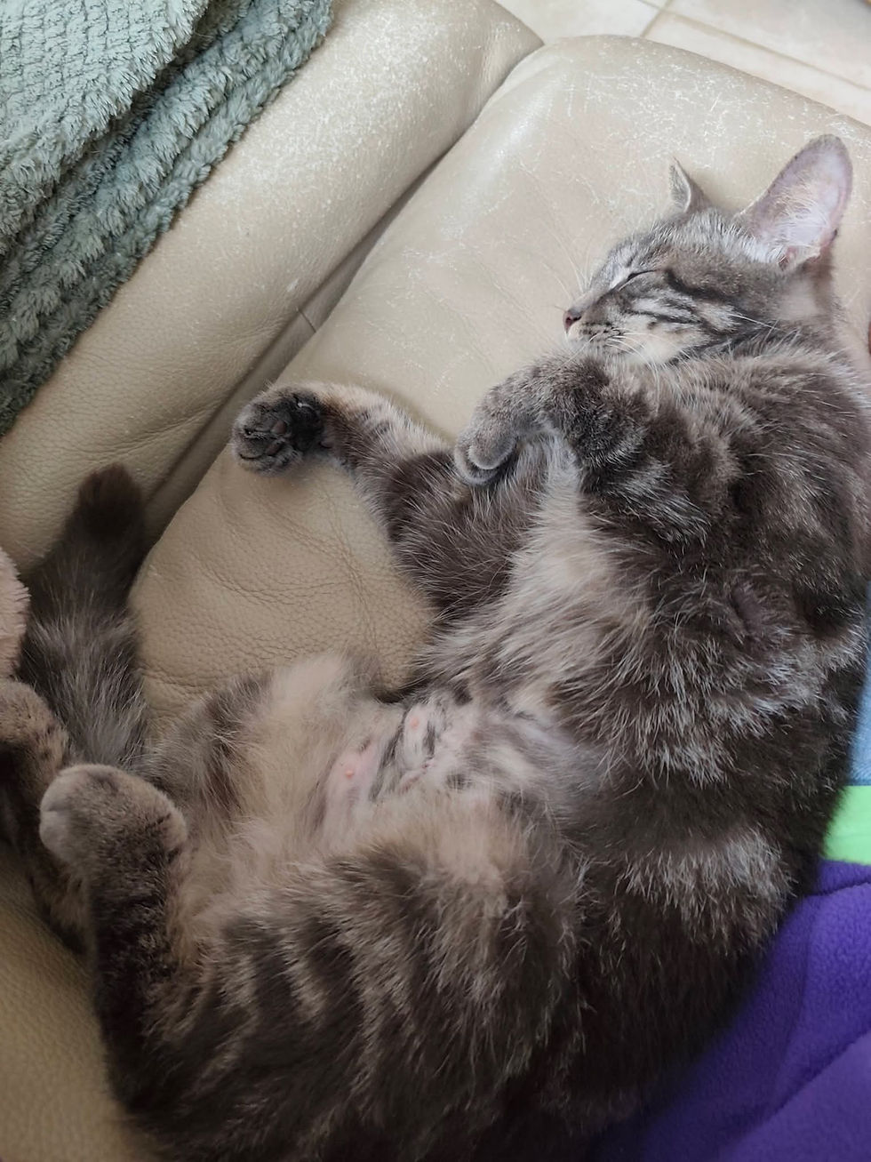Miniature : Mimi