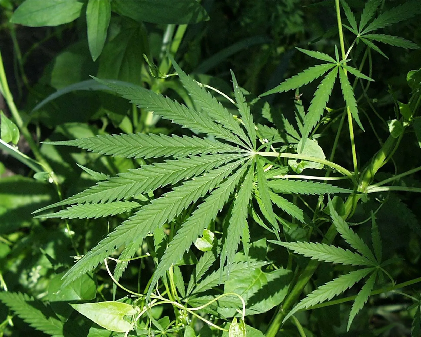 Hemp.webp