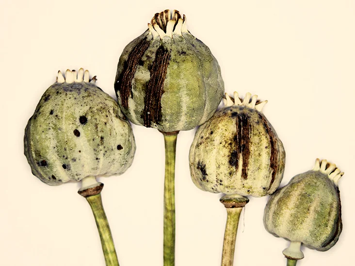 Papaver_somniferum_opium_poppy_heroin_732x549_thumb.webp