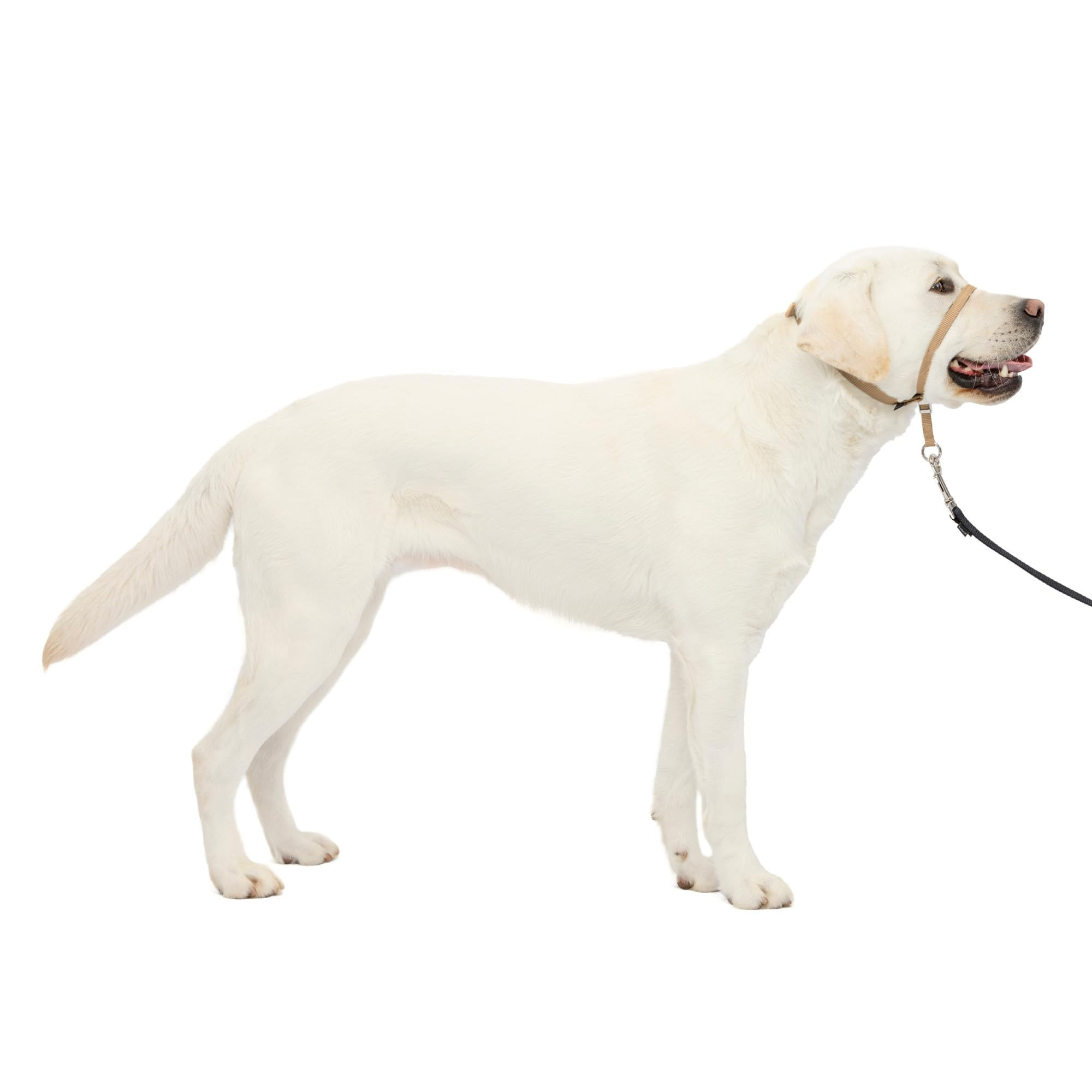 PetSafe Gentle Leader Headcollar No-Pull Dog Collar - Helps Improve Walks Fawn L