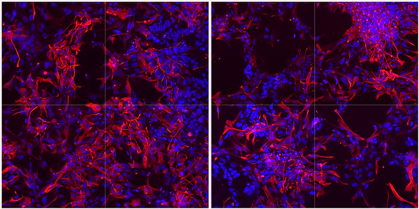 Cells image006 (1).png