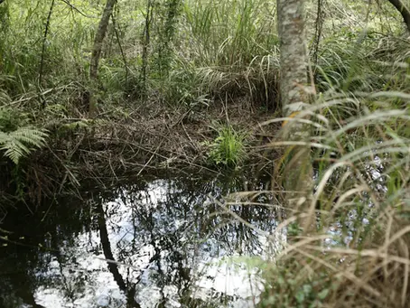 Mastering the Essentials: Your Guide to Preparing for a Phase 1 Environmental Site Assessment