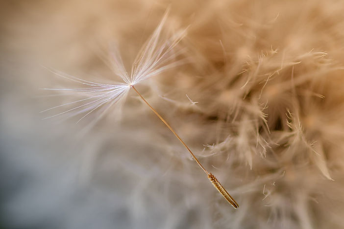 flower-4196943_1280.jpg