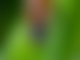 June Bugs in Your Garden