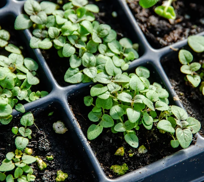 City Sprouts Omaha S First Community Garden