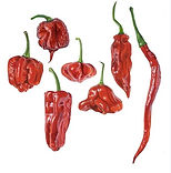 hot pepper.jpeg