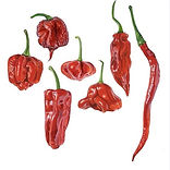 hot pepper.jpeg