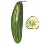 cucumber.jpeg