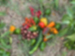 Cooking with the Seasons