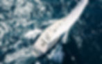 boat.jpg