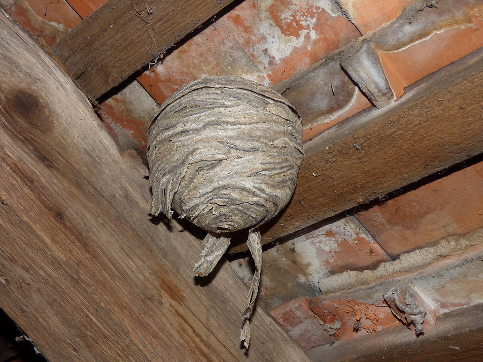 Close-up of a wasp nest in a tree