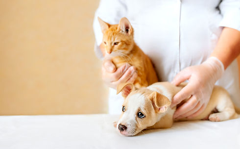 puppy-kitten-veterinarian-doctor-hands-animal-clinic.jpg