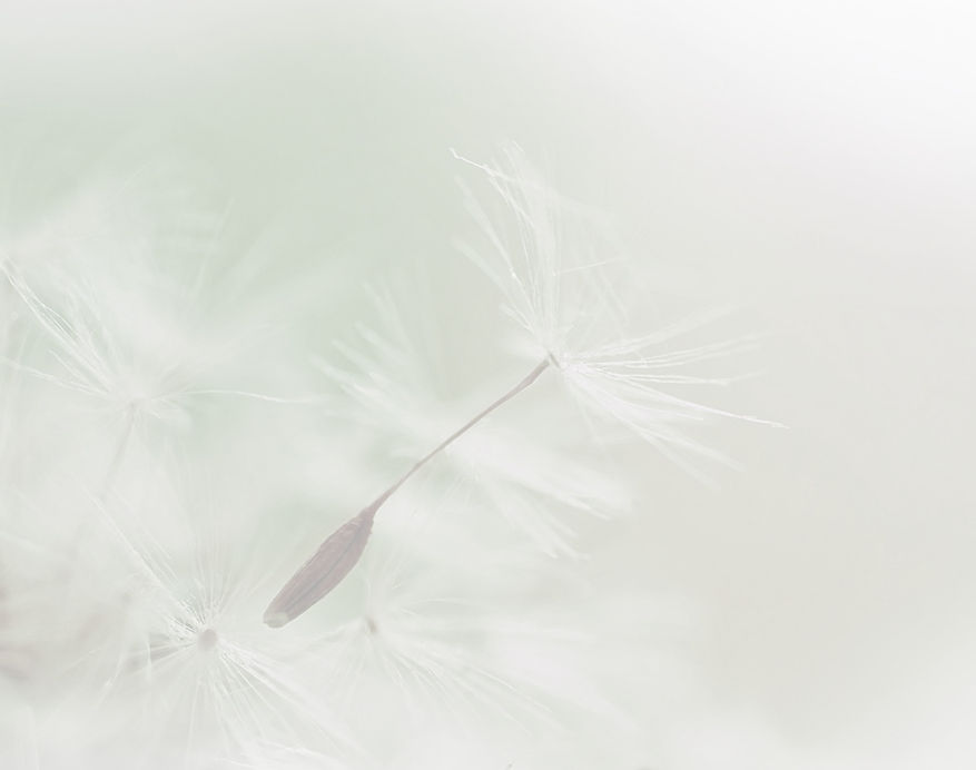 Dandelion Parachute Seed_edited_edited.jpg