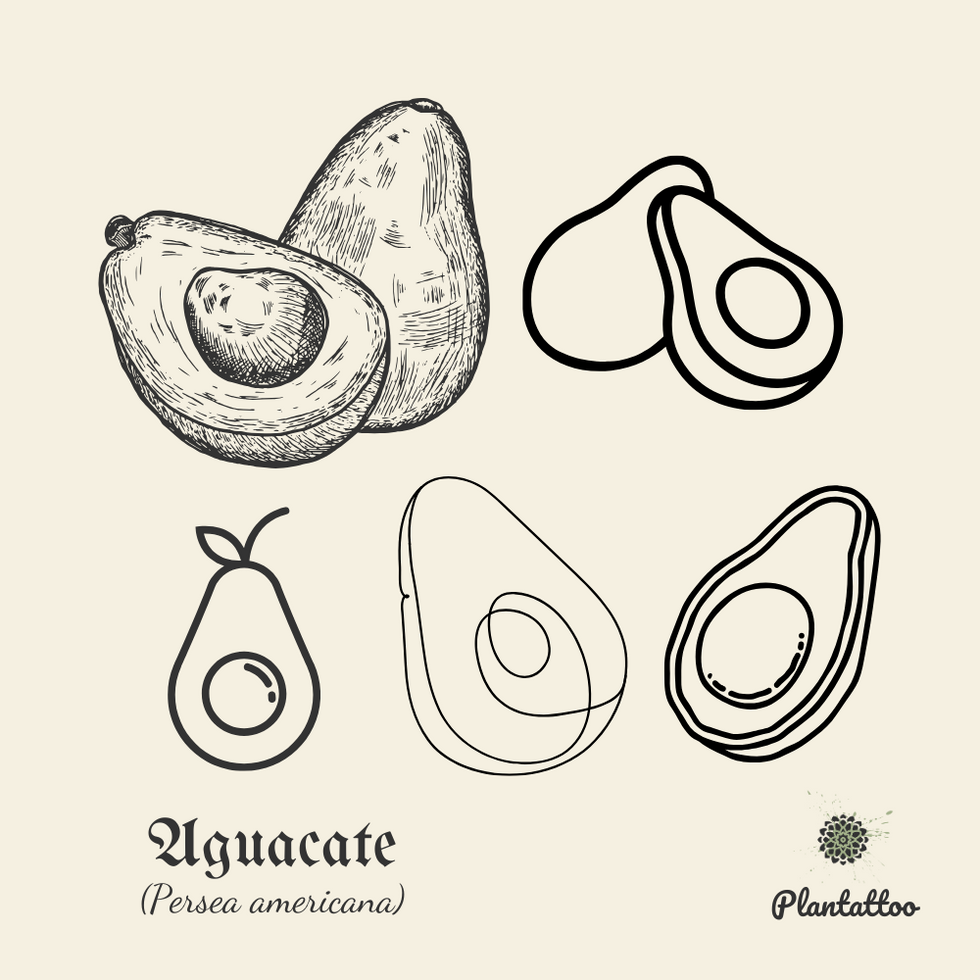 Aguacate (Persea americana)