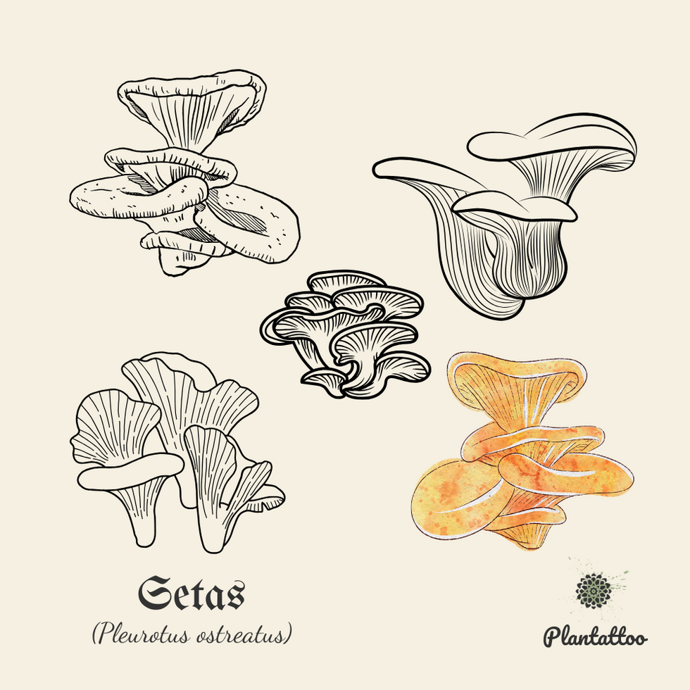 Setas (Basidiomycota)