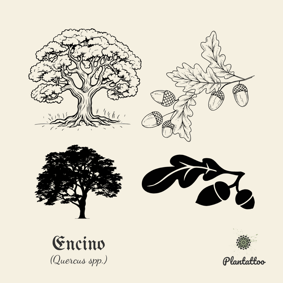 Encino (Quercus spp.)