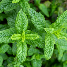 М'ята кучерява Spearmint