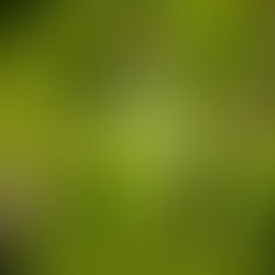 Равінтсара Ravintsara