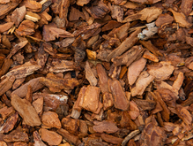 Кедр атласький Cedarwood