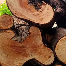 Священний сандал Sacred Sandalwood