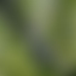 Розмарин Rosemary