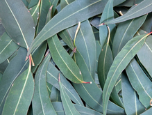 Евкаліпт променистий Eucalyptus Radiata