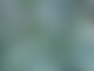 Евкаліпт променистий Eucalyptus Radiata