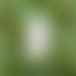 Olive Essentials™ (імунний захист і здоров'я серця)