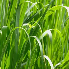 Пальмароза Palmarosa