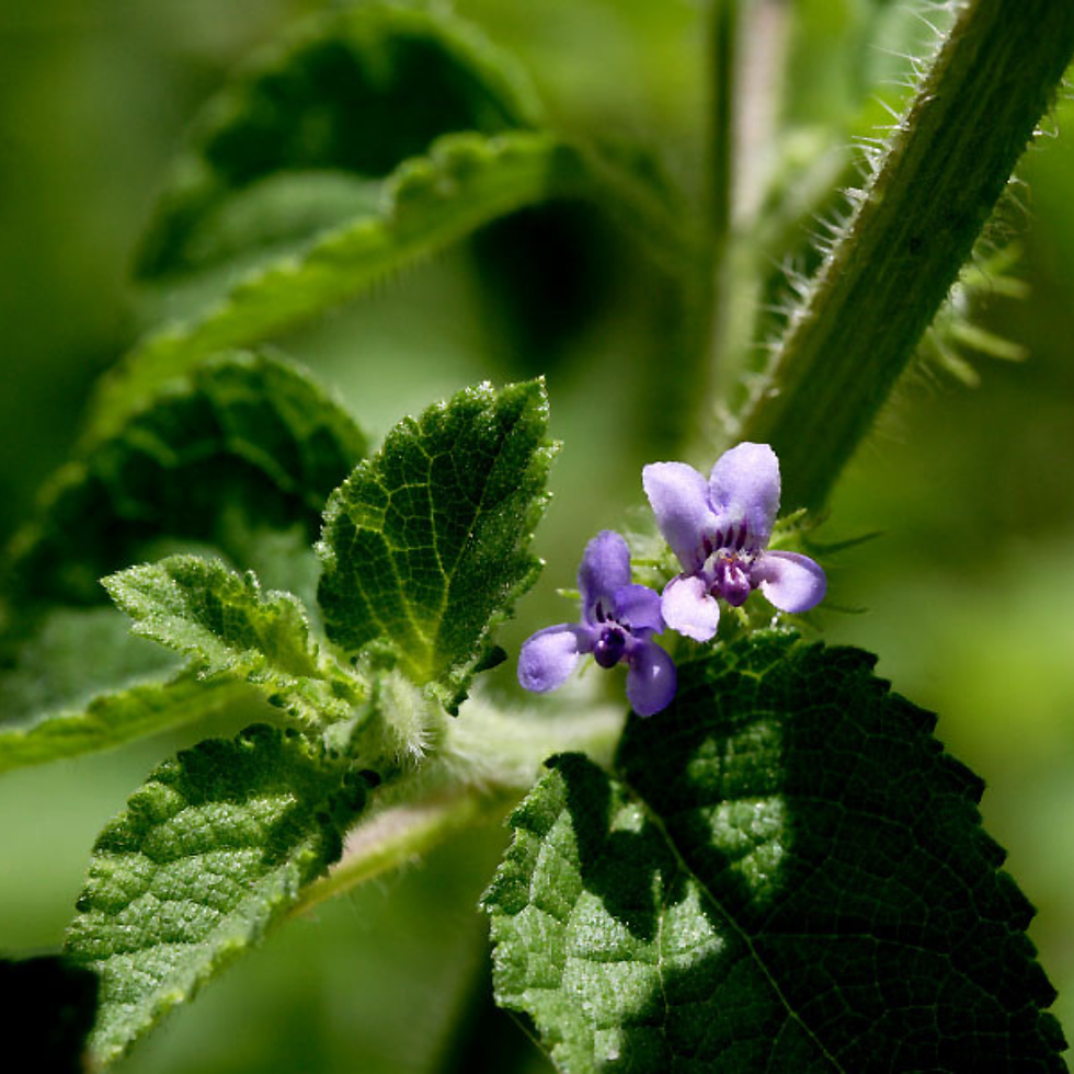 Дорадо Азул Dorado Azul