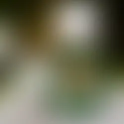 Dragon Time™ («Час Дракона»)