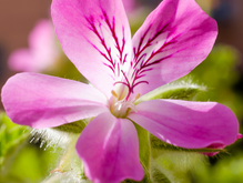 Герань Geranium