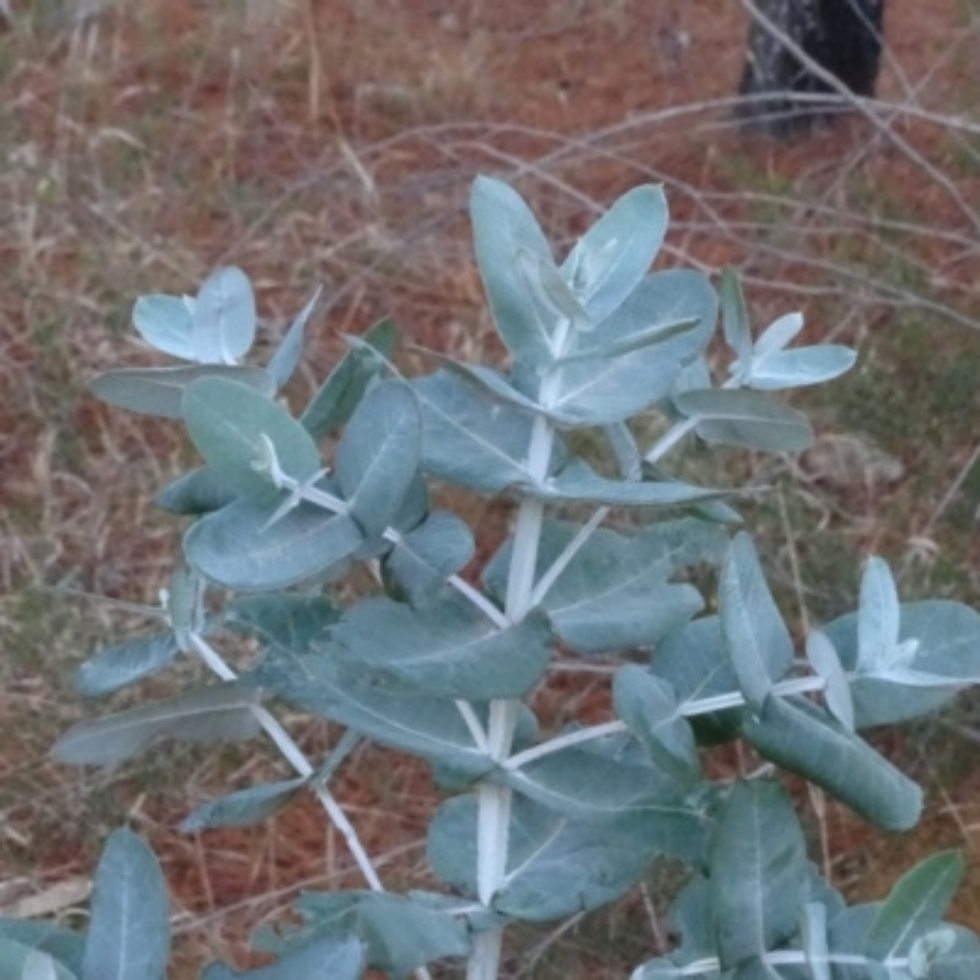 Евкаліпт блакитний Eucalyptus Blue