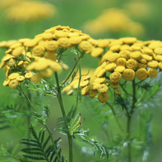 Пижмо блакитне Blue Tansy