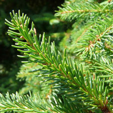 Чорна ялина "Північне сяйво" Northern Lights Black Spruce