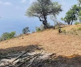 Orchard land for sale in Socorro - 8236 Sq Mtrs