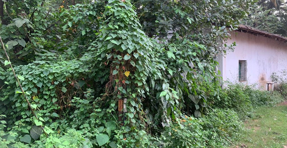 sanad land for sale in goa , plots for sale , settlement plots for Sale , St Cruz Goa