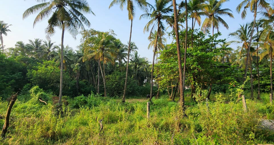 GOA SETTLEMENT PLOTS FOR SALE