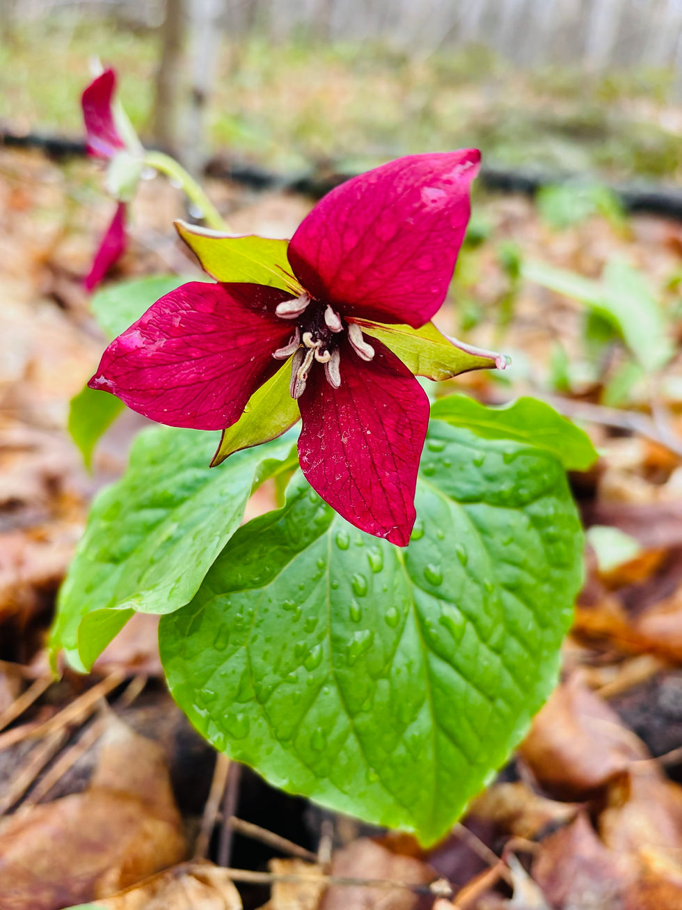L'appel de la forêt 100% au féminin (marche Shinrin Yoku)