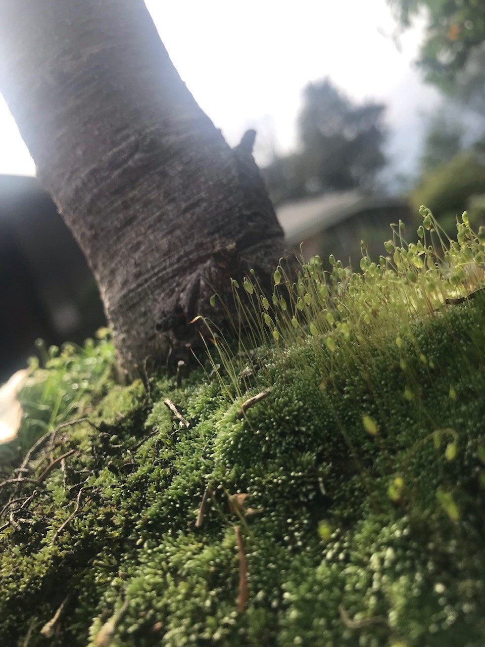 bonsai with moss