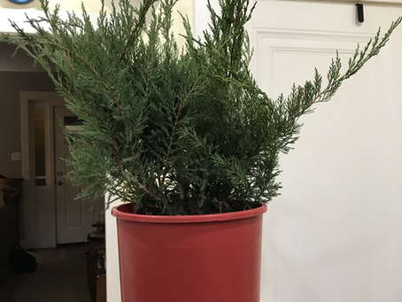 Turn nursery stock into a bonsai