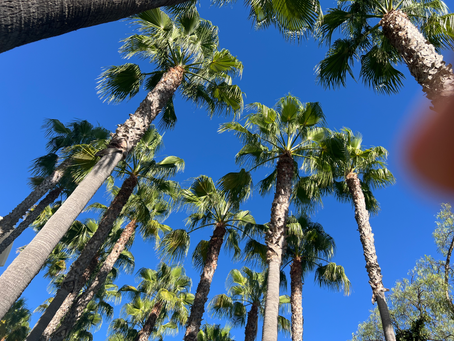 🌿 4 силы очищения в практике Пустоты 