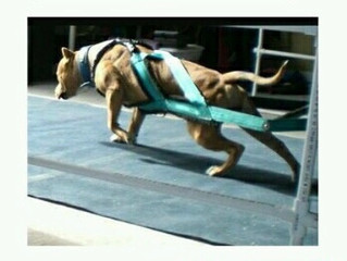 Building Muscle In Dogs