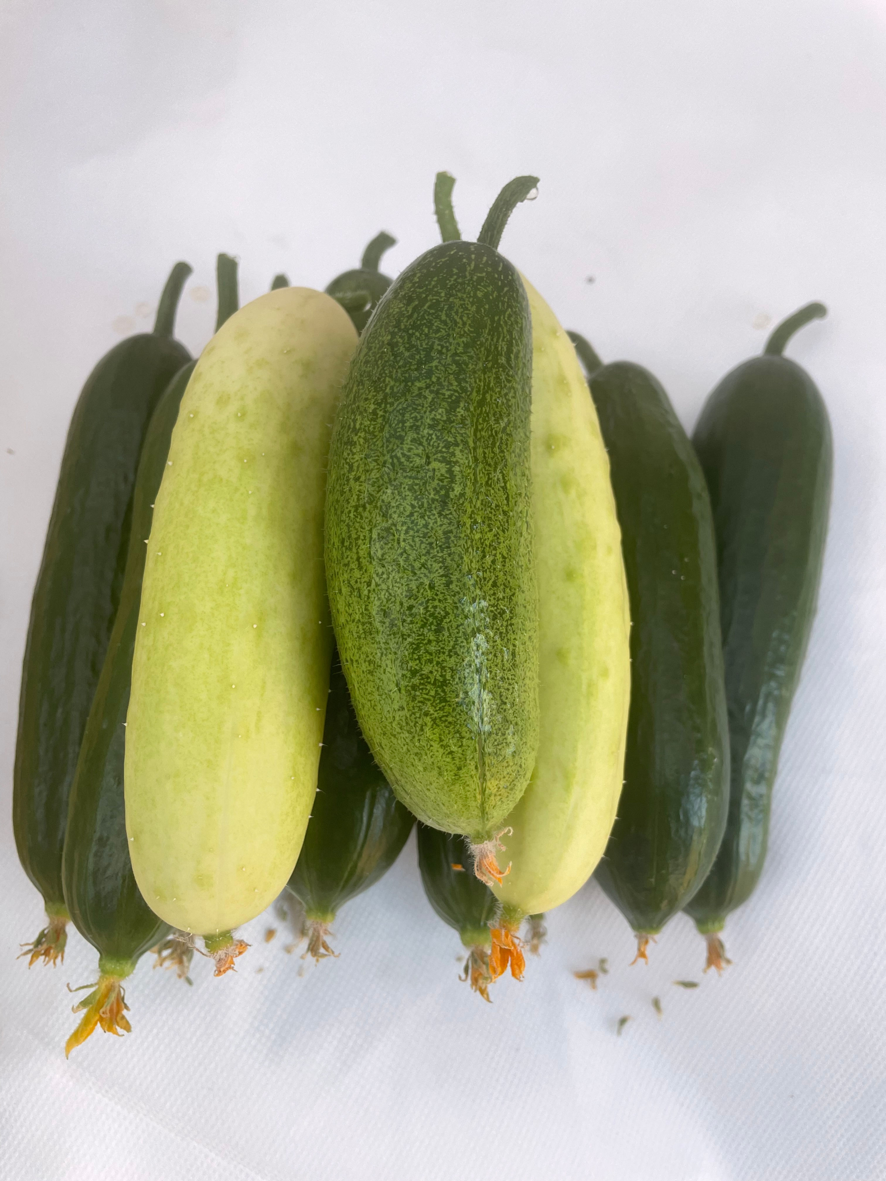 Cucumber