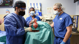 En Estados Unidos trasplantan con éxito un corazón de cerdo a una persona