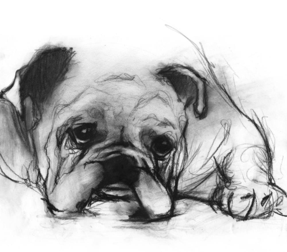 STUDY OF A DOG
