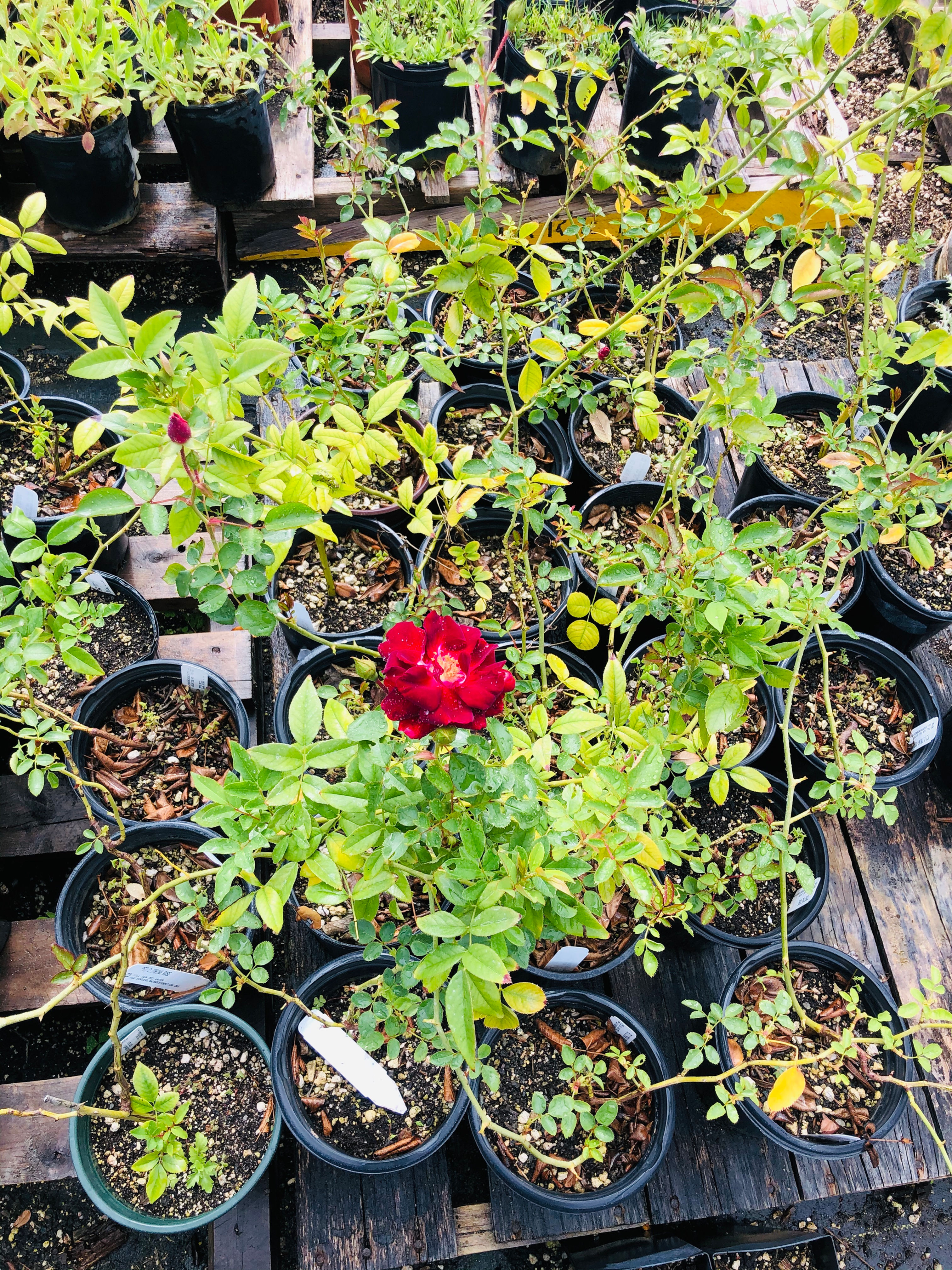 Climbing Heritage Rose, Rosa sp., container plant