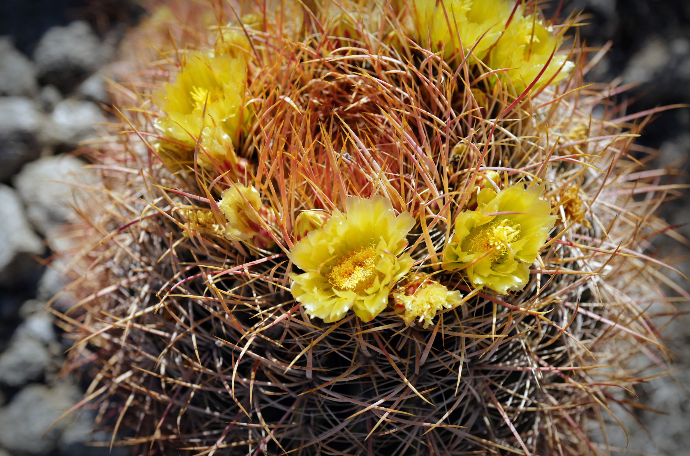 Compass Barrel Cactus, Ferocactus cylindraceus, container plant
