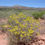 Thumbnail: Thread-Leaf Ragwort, Senecio flaccidus, container plant